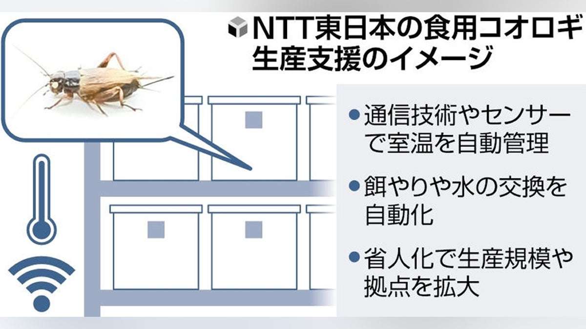 ＮＴＴ東「昆虫食」参入へ、食用コオロギの新興とタッグ…強みの通信技術で効率化 : 読売新聞