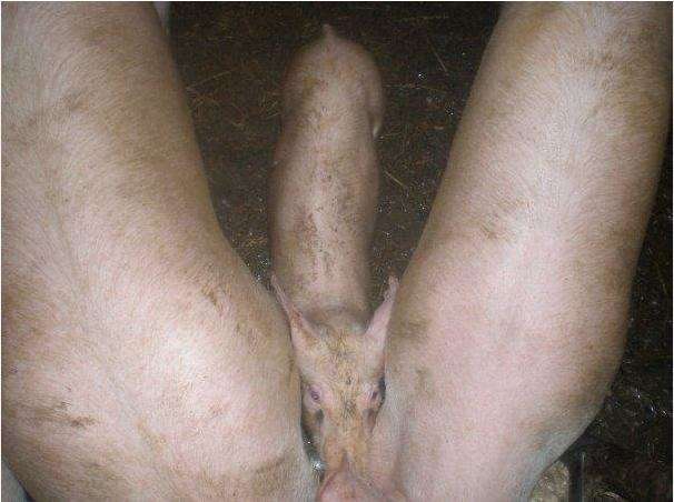 【ネタ注意】全くエロくないのにそういう風に見える画像を貼るトピ Part7