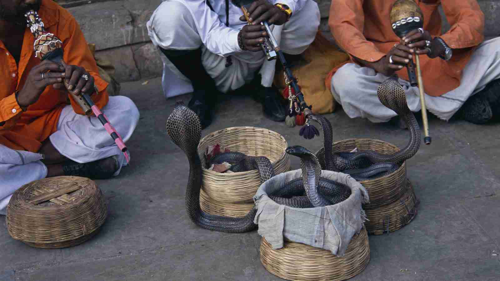 「妻が夜になると蛇に変身して、僕を噛むんです」インド人男性が警察に申し立て | クーリエ・ジャポン