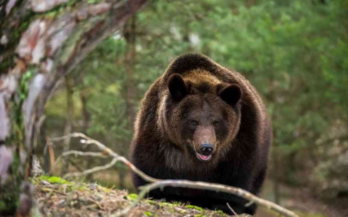 「戦車が2両。部隊は完全武装し…」ベテラン猟師を殺した“凶悪ヒグマ”の駆除に自衛隊が立てた作戦とは | 文春オンライン