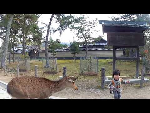 奈良公園で鹿にどつかれる息子　Nara Park : My son knocked down by a deer
