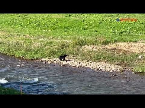 クマ、河川敷をさらに移動