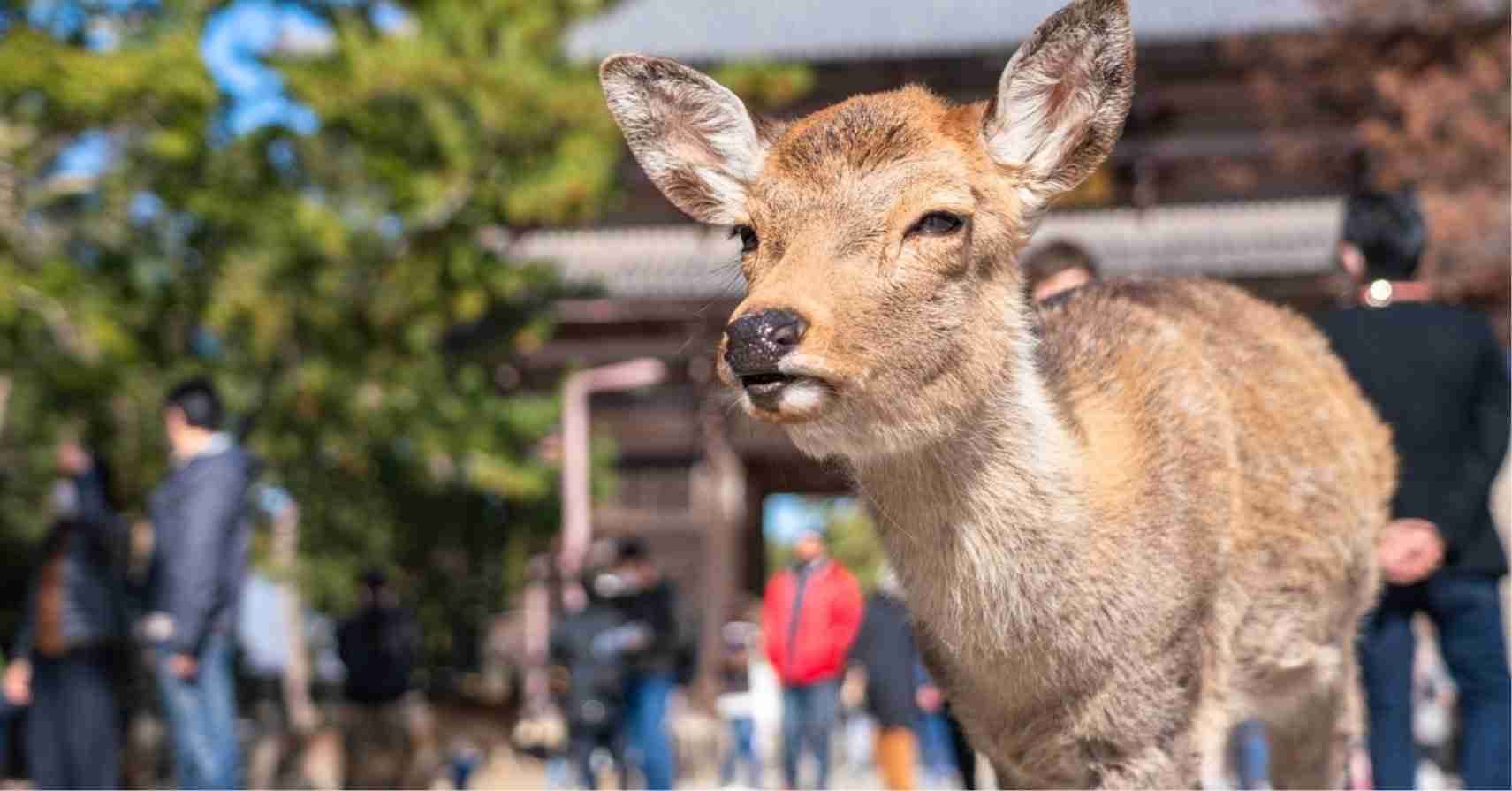 高市早苗氏「外国人が奈良公園のシカを蹴る」発言を称賛する人が知らない、キックより残忍な“日本人のシカ虐待”