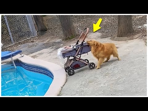 ヒーローDOG?