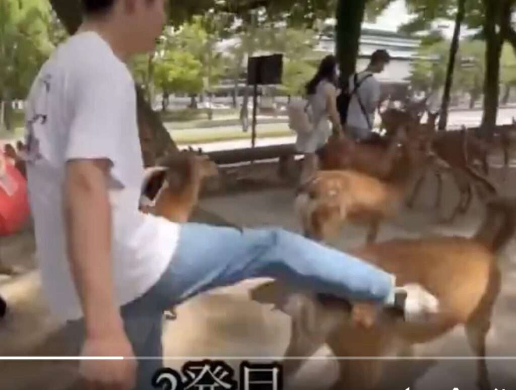 奈良の鹿を蹴る動画が胸糞すぎ！蹴ったのは中国人？顔画像を特定！