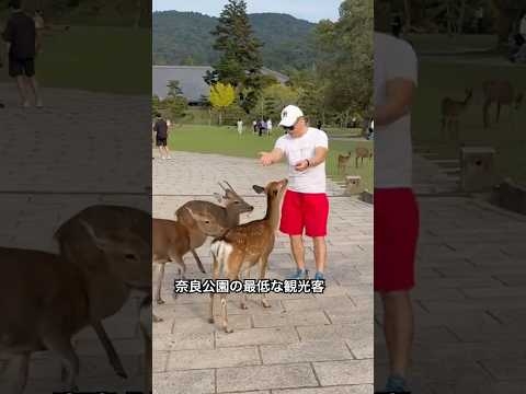 奈良公園の最低な外国人観光客 #shorts