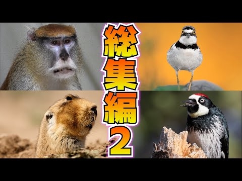 バチクソアニマル、みんな違ってみんないい【総集編２】