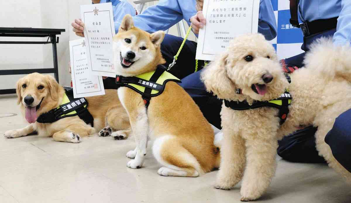 「犯罪抑止対策犬」にゴールデンレトリバー、柴犬、トイプードルの三匹を任命　三重県警