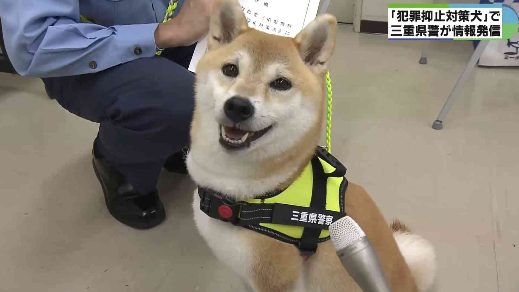 「犯罪抑止対策犬」にゴールデンレトリバー、柴犬、トイプードルの三匹を任命　三重県警
