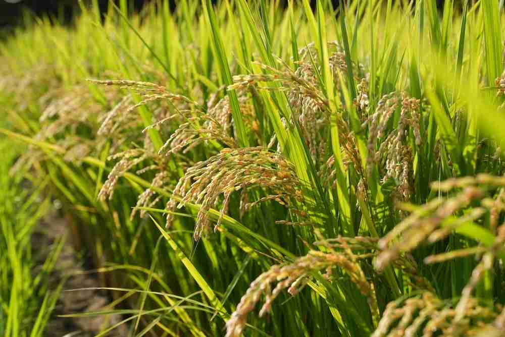 コメ政策転換、26年は減産　高値継続か、供給過剰を懸念（共同通信） - Yahoo!ニュース