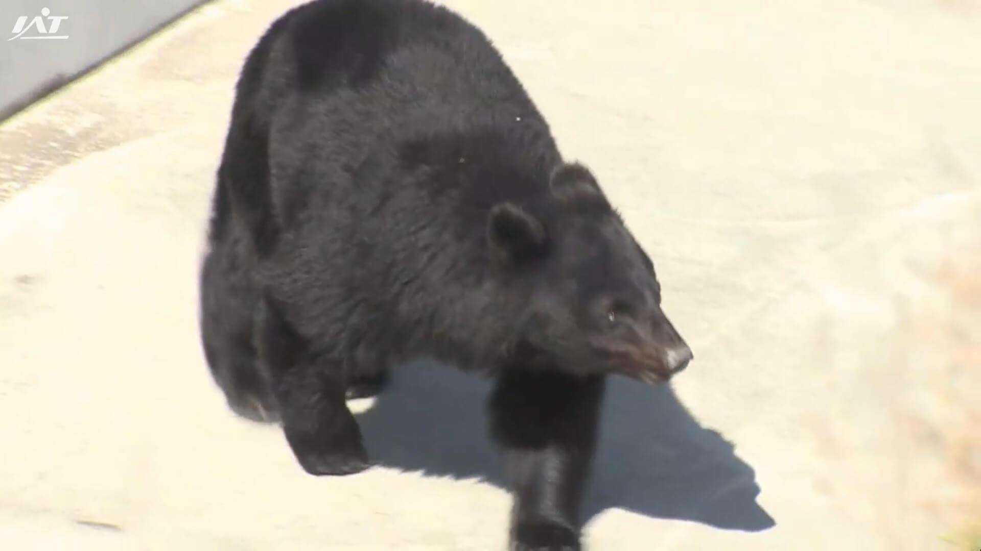 【続報】北上市・温泉施設で行方不明の男性の遺体発見か　クマは射殺【岩手】