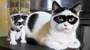いつの間にかそっくり？猫と飼い主さんは似るのか獣医師が解説