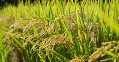 コメ政策転換、26年は減産　高値継続か、供給過剰を懸念 | NEWSjp