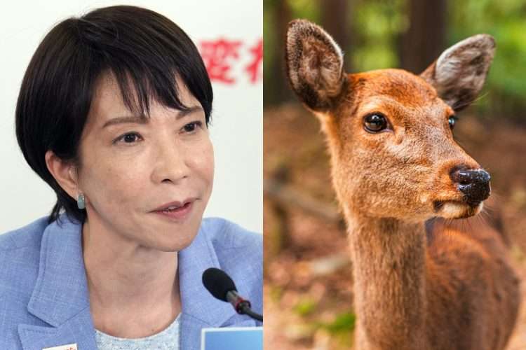 「高市さんは1000年以上シカと生きてきた奈良市民ではない」高市早苗氏の“シカ愛国発言”に生粋の地元民が物申す「奈良のシカは野生」「むしろシカに襲われた観光客が緊急搬送も」（NEWSポストセブン） - Yahoo!ニュース