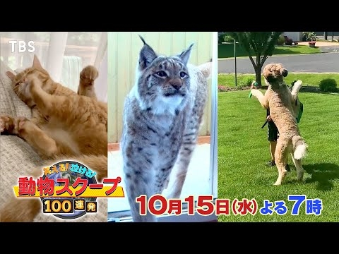 ROIROMが活躍犬と泥だらけに!? 爆笑&激カワ動物大集合! 2時間SP『動物スクープ100連発』10/15(水)【TBS】