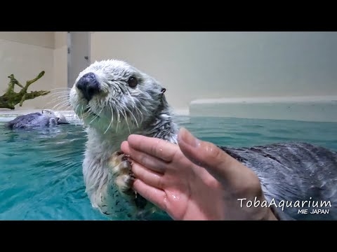 《鳥羽水族館》ラッコのメイと水中ダンス