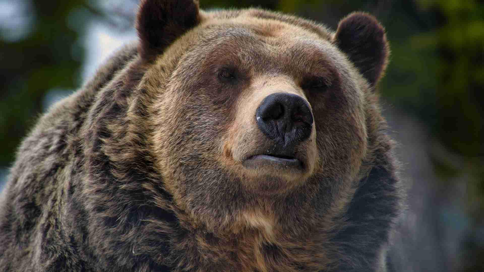 【クママップ総合版】全国の熊（クマ）出現情報マップのリンクページを作ってみた！（栗栖成之） - エキスパート - Yahoo!ニュース