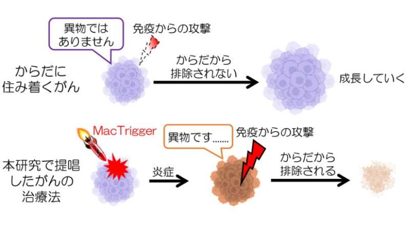 「治療薬」ではなく「引き⾦」を投与することで⾝体⾃らががんを退治する | 研究成果 | 九州大学(KYUSHU UNIVERSITY)