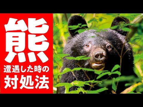 【 熊 に 遭遇した時 の 対処法 】を 熊博士 に聞く