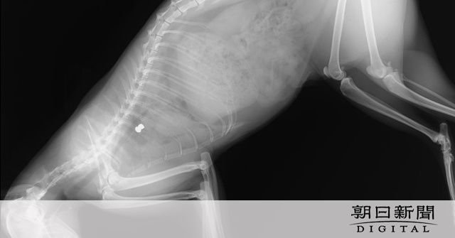 空気銃で猫6匹殺傷　千葉の男に有罪判決　「80～100匹撃った」：朝日新聞