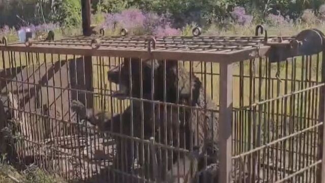 積丹町　クマ駆除めぐり町議とのトラブルで猟友会出動拒否から1カ月　町民・議会への情報共有不足明らかに HTB北海道ニュース