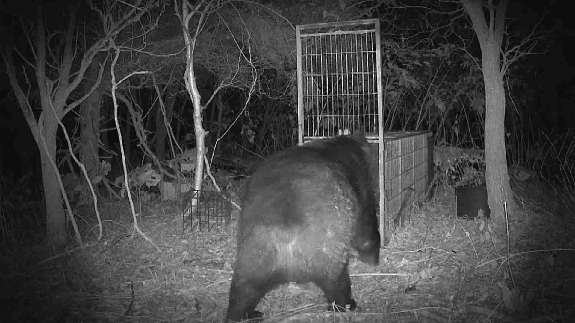 【ヒグマ速報】お腹の肉でっぷり！”400キロの巨大クマ ”カメラが捉える―広い範囲で連日出没…警戒続く〈北海道苫前町〉