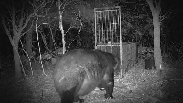 【ヒグマ速報】お腹の肉でっぷり！”400キロの巨大クマ ”カメラが捉える―広い範囲で連日出没…警戒続く〈北海道苫前町〉｜FNNプライムオンライン