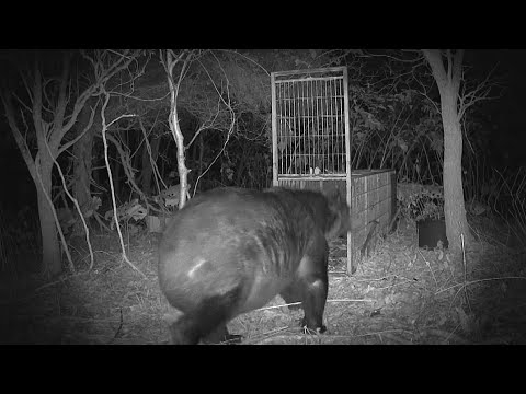 【ヒグマ速報】お腹の肉でっぷり！”400キロの巨大クマ ”カメラが捉える―広い範囲で連日出没…警戒続く〈北海道苫前町〉