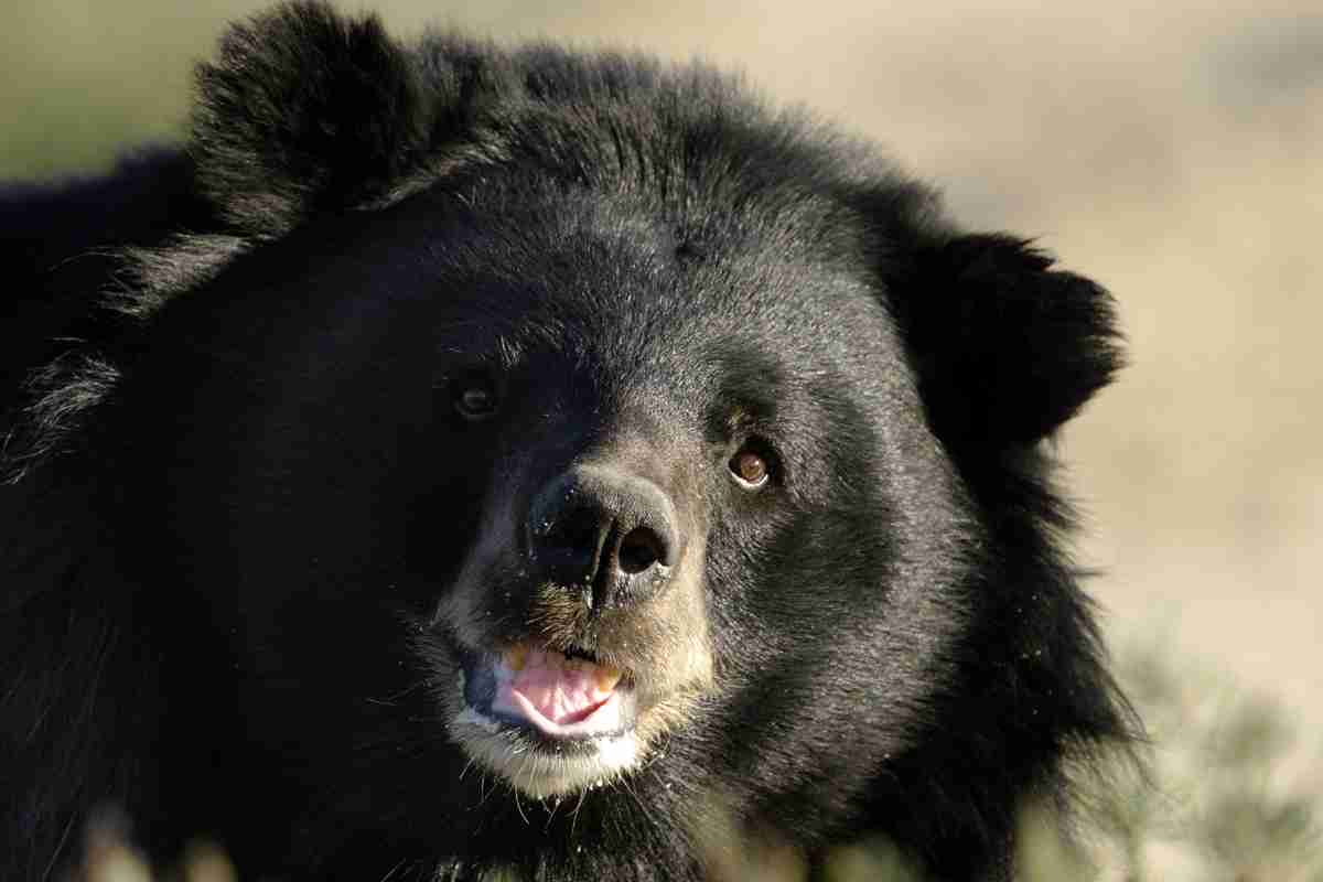 「頭皮が食われ、頭蓋骨が露出した状態」「遺体のそばで『ウウー』と唸り声」殺人グマが起こした”バラバラ遺体“の惨劇、行政は「”特異な個体”の可能性も視野」《岩手県北上市》｜NEWSポストセブン - Part 2