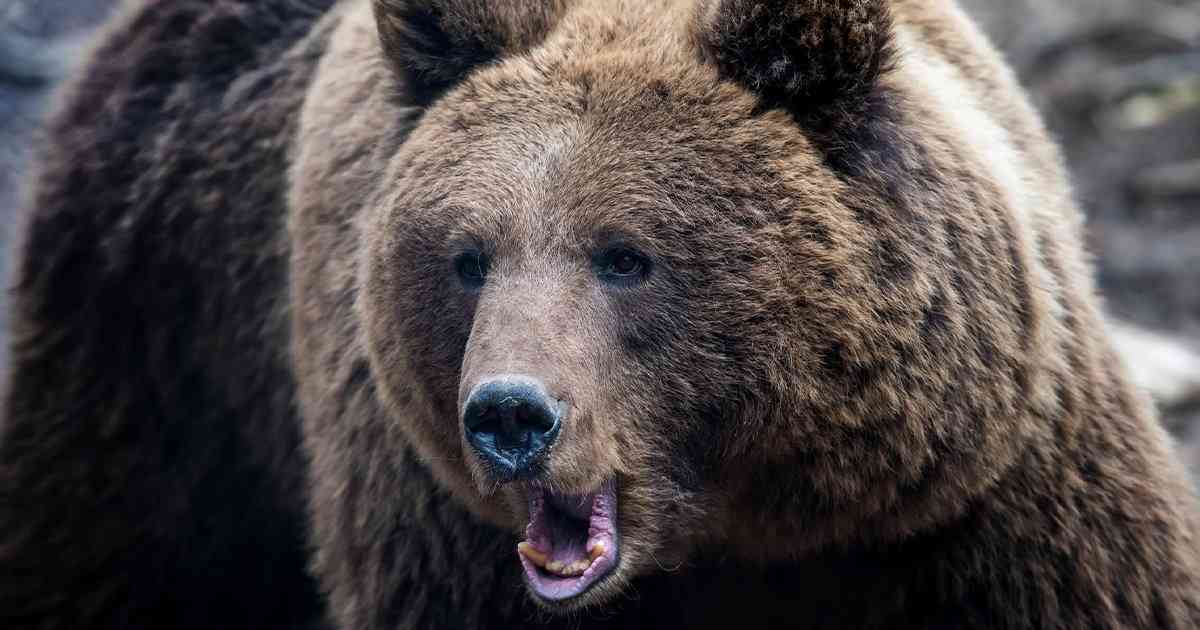 「腰から下がすべて食い尽くされていた」巨大ヒグマが家に乱入、4人を殺害した「石狩沼田幌新事件」が恐ろしすぎる | ニュースな本 | ダイヤモンド・オンライン