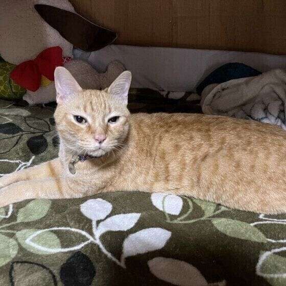 猫は家族をどう認識している？順位付けはするの？獣医師に聞いた（ねこのきもち WEB MAGAZINE） - Yahoo!ニュース