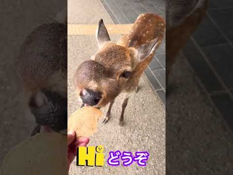 こんな所に顔が腫れた鹿さんいてました?NARA  PARK