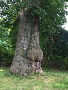 【ネタ注意】全くエロくないのにそういう風に見える画像を貼るトピ Part7