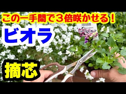 ◆【小さく切って大きく咲かせる！】ビオラの育て方?