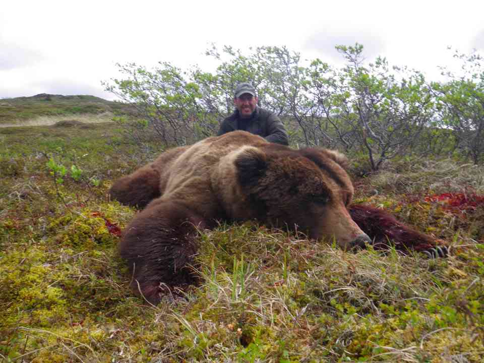 Brown Bear Hunting Gallery | Arctic North Guides