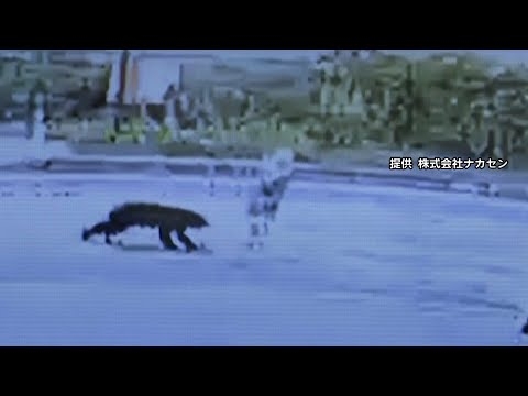 熊が散歩中の80代女性を襲う瞬間が防犯カメラに…女性は顔を引っかかれるが会話できる状態　熊は線路方向に去り警戒続ける　秋田・大仙市