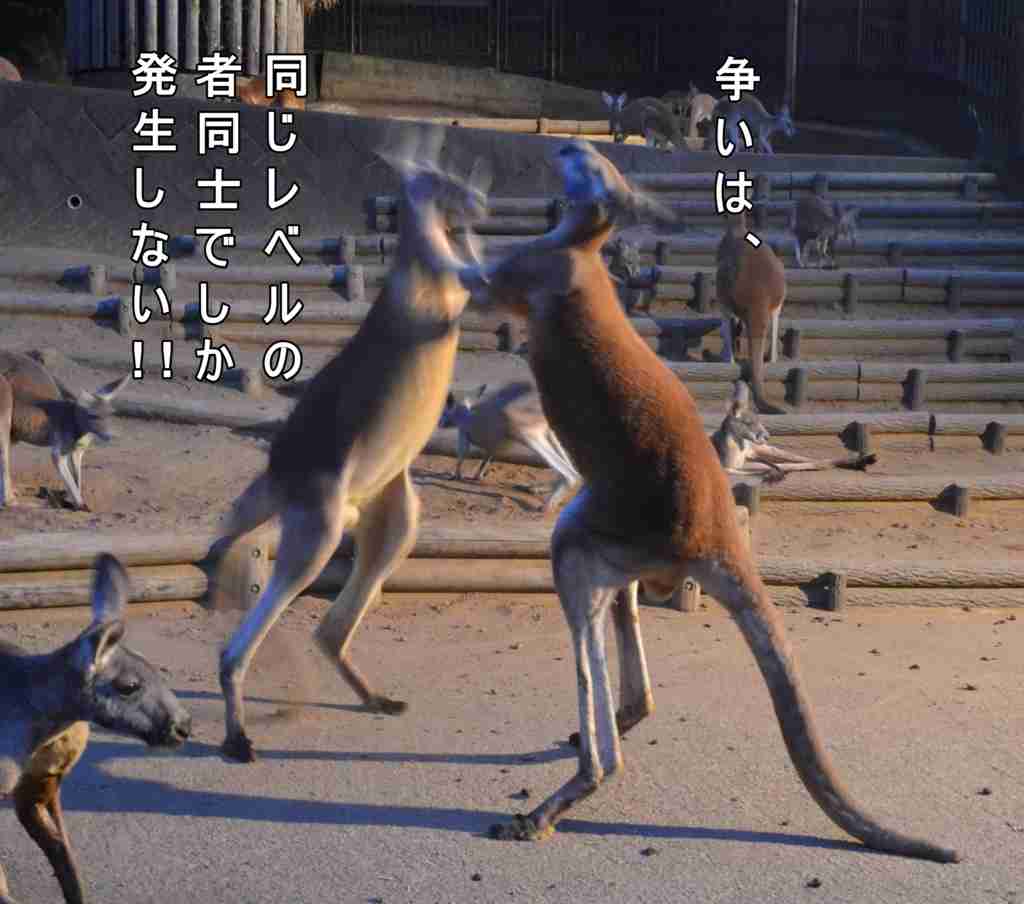 国会ヤジ騒動渦中の立憲・岡田悟議員、吉村知事に「ら抜き言葉」指摘→SNS批判殺到　「低レベル」「バカバカし過ぎる」