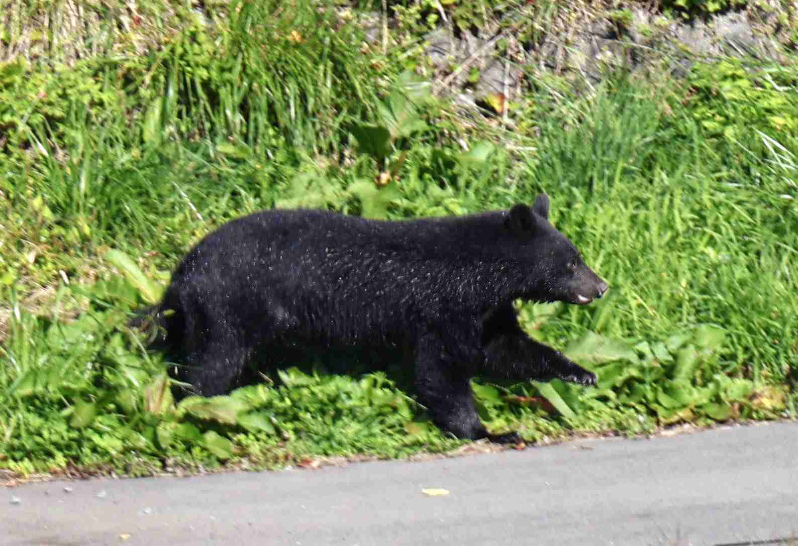クマ駆除、訓練受けた警察官がライフル銃で対応検討　木原稔官房長官が表明