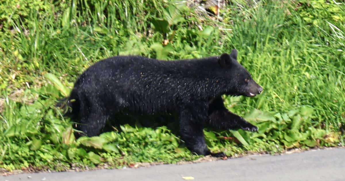 クマ駆除、訓練受けた警察官がライフル銃で対応検討　木原稔官房長官が表明 - 産経ニュース
