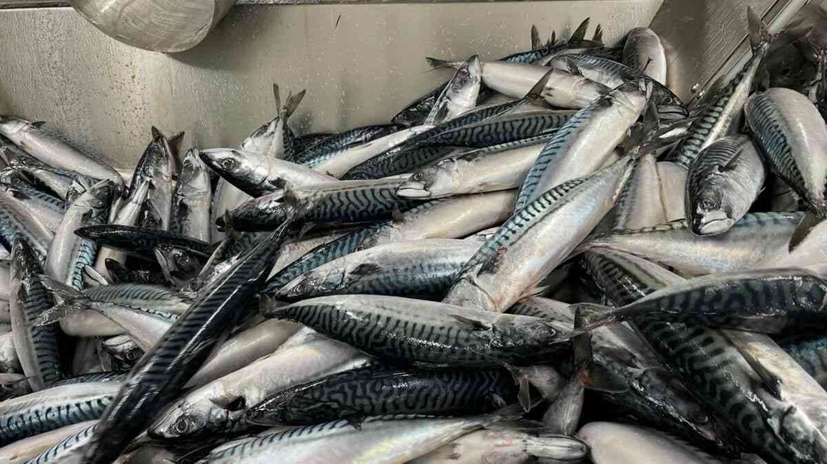 ｢あれっサバの価格が上がってない？｣庶民の魚だったサバの高騰が止まらない理由 | 食品 | 東洋経済オンライン