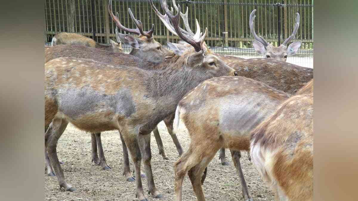 「奈良のシカ」飢えで年間５０頭以上死んだか、内部通報したのは愛護会の獣医師「虐待行為だ」 : 読売新聞