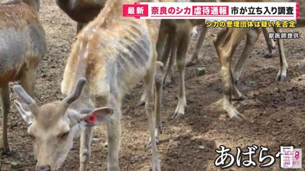 【獣医師が内部告発】奈良のシカが愛護施設で虐待か？＃奈良のシカ（石井万寿美） - エキスパート - Yahoo!ニュース