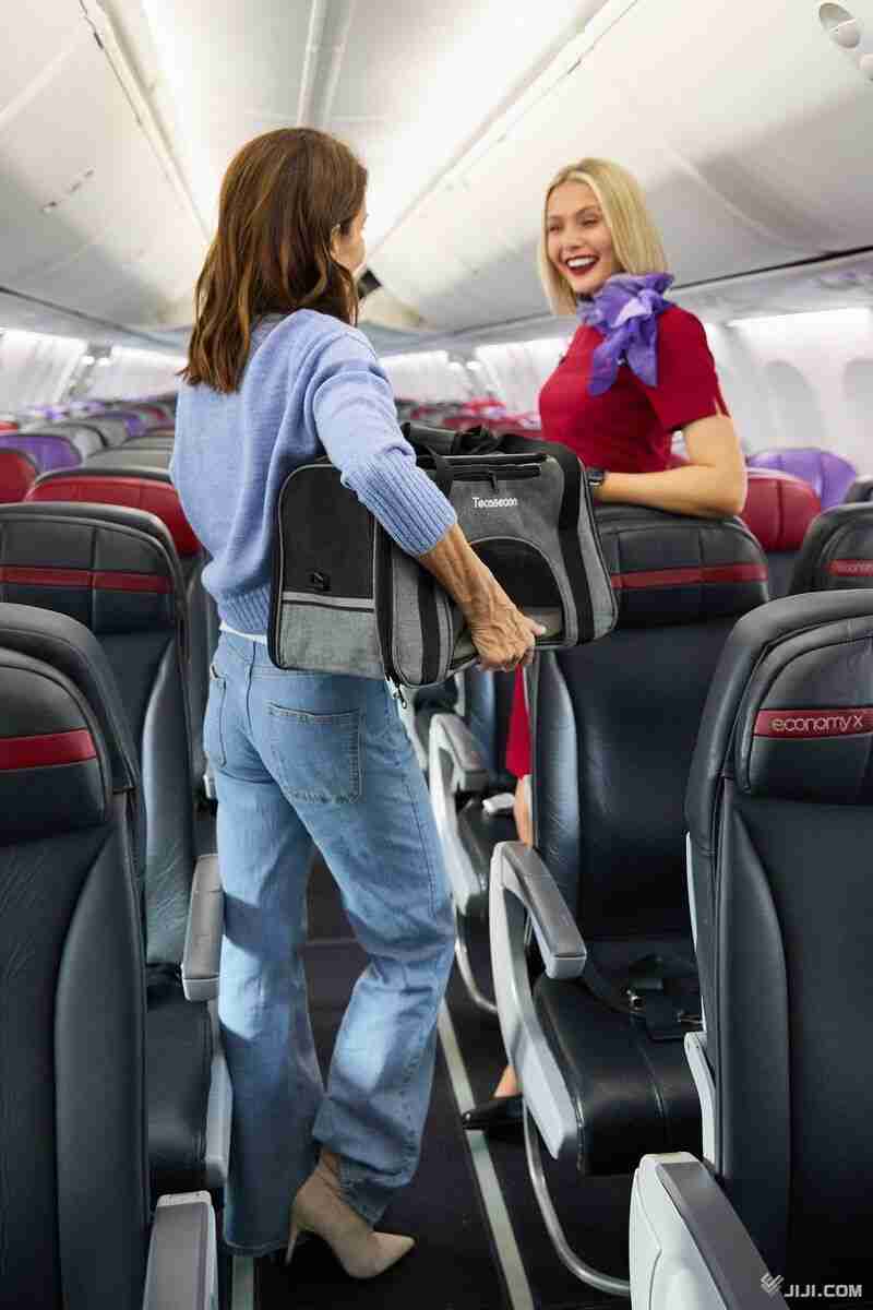 豪ヴァージン航空、ペットと同乗可能に 2路線で先行、来年全線に拡大