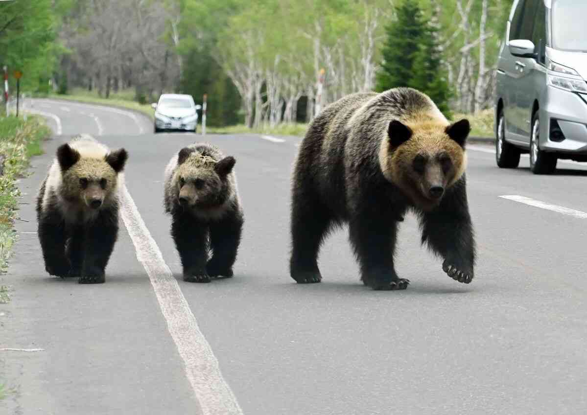 クマが食べるため？「山にどんぐり」問題が再燃　疑われた環境団体は「もうやっていない」 | AERA DIGITAL（アエラデジタル）
