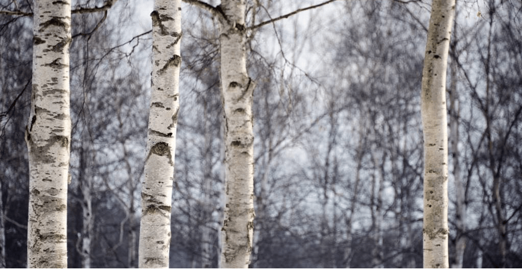 韓国や中国の資本が森林を「大規模買い占め」…ニセコの開発と環境のバランス維持に求められる国レベルでの対策とは (現代ビジネス)