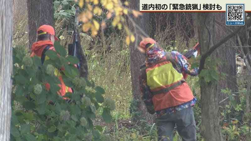 札幌・公園に子熊と見られるヒグマ2頭が出没　道内初の緊急銃猟の準備も「見学者」で中止