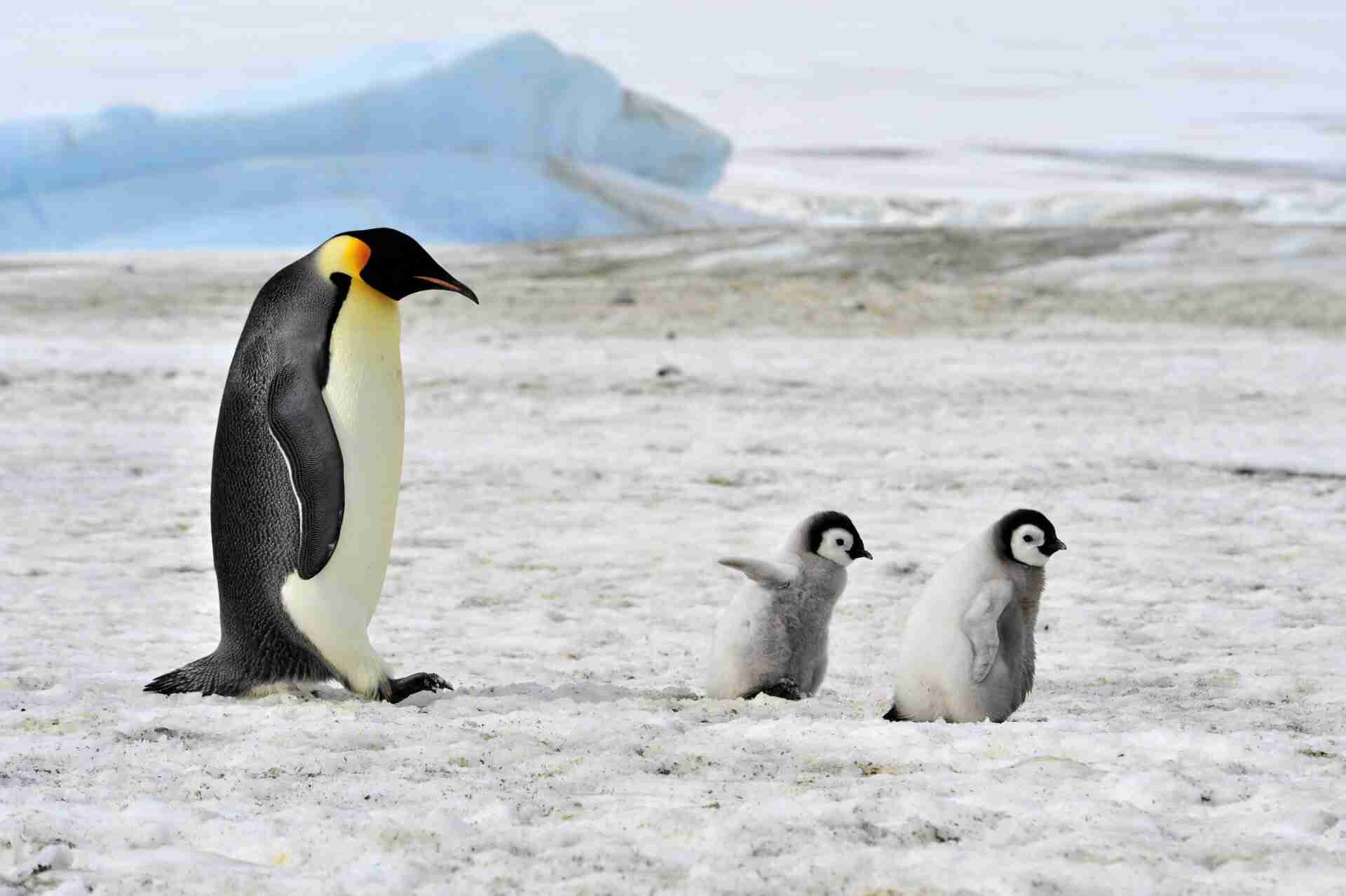 ペンギンを愛でる（めでる）トピ