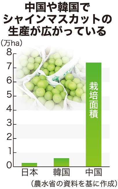 中国は日本の30倍…シャインマスカット流出拡大　ライセンス許諾も「効果は未知数」の声（日本農業新聞） - Yahoo!ニュース