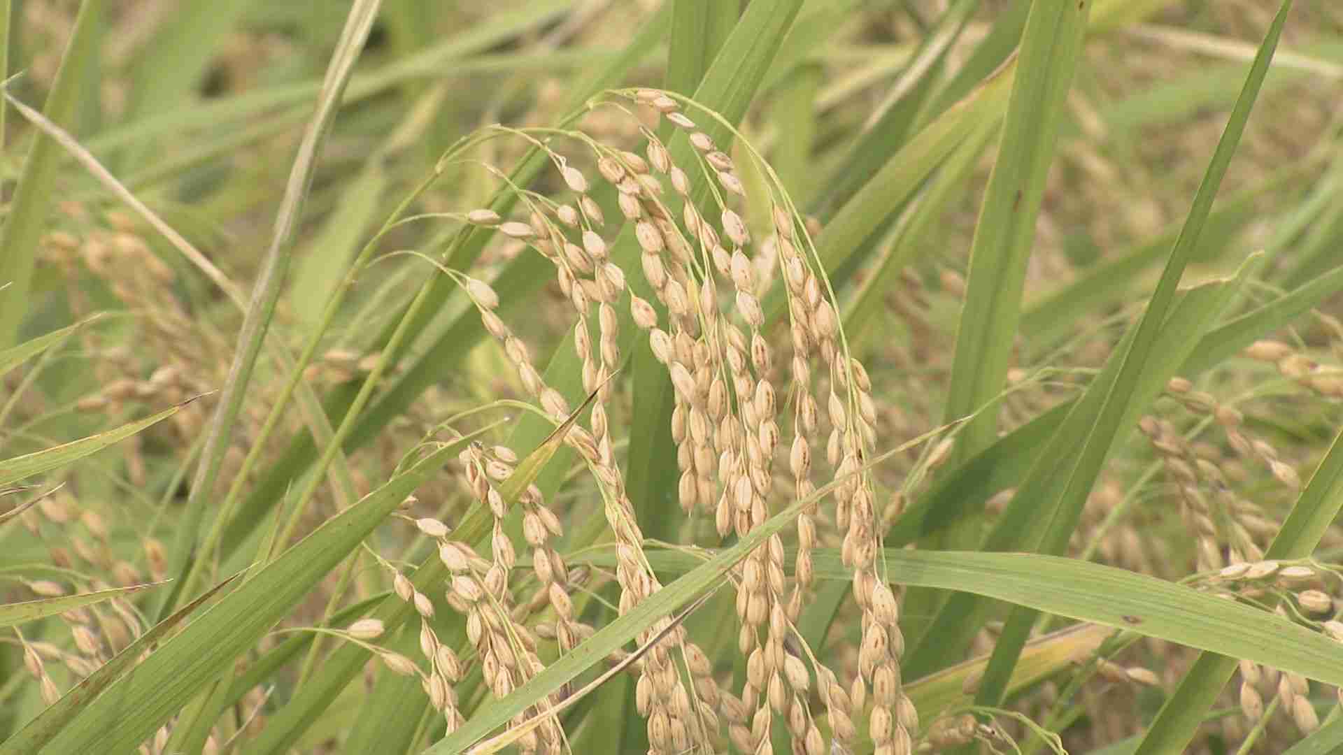 コメ政策「増産から再び減産」か 高市内閣で“小泉前農水大臣の前の状況”に戻りそう? 新農水大臣の鈴木憲和氏は農水省の官僚出身「趣味はおいしいお米探し」【大石邦彦が解説】（CBCテレビ） - Yahoo!ニュース