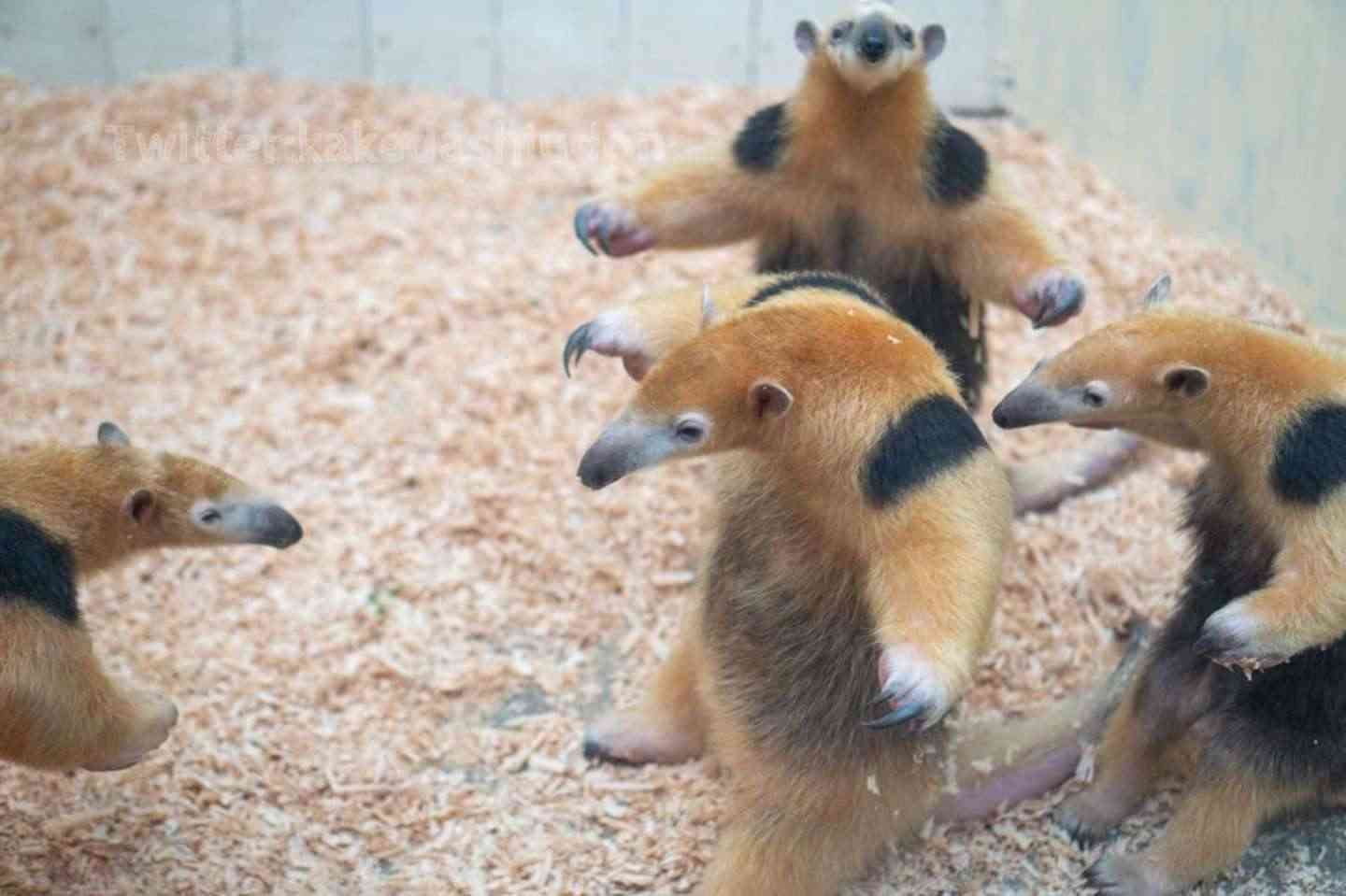 可愛い画像を貼るだけのトピ